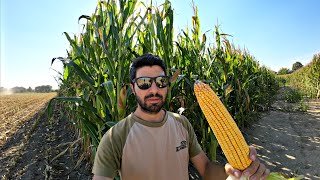 D19. Senza Concime E Senza Aratura Si Puo Fare Un Bel Trinciato?