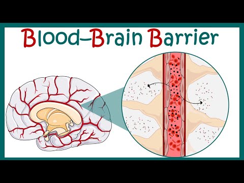 Blood Brain Barrier | Blood Brain Barrier - Structure & Function | Blood CSF barrier