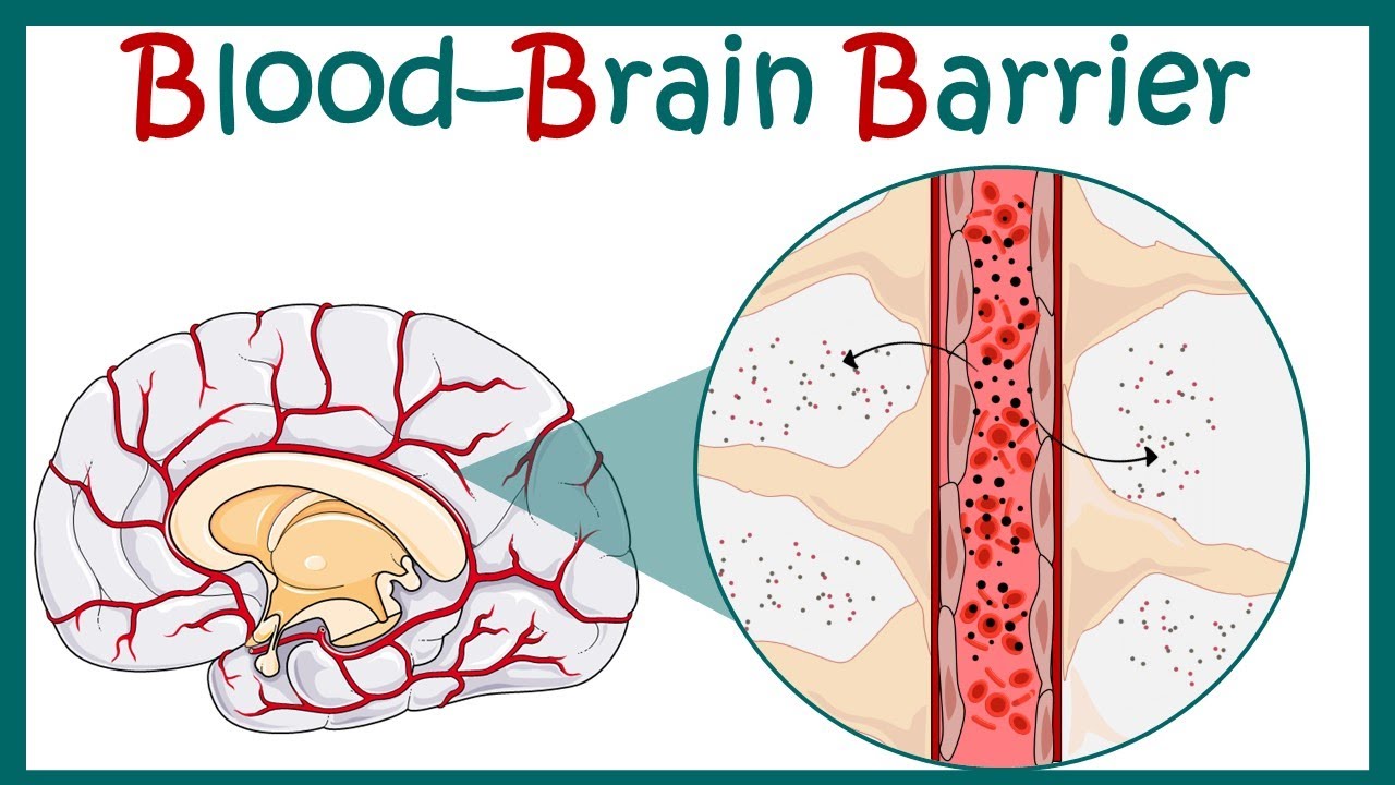 Blood Brain Barrier, Blood Brain Barrier - Structure & Function