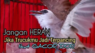 Trucukan gacor suara Keras Nembak Garuda Ropel ini Ampuh utk pancingan trucukan agar bunyi dan Gacor