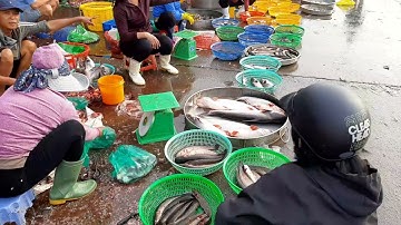 Cá rô mập chù ú lươn to đùng cá kèo tôm càng ghẹ xanh khách mua rất đông chợ đầu mối Bình Điền 