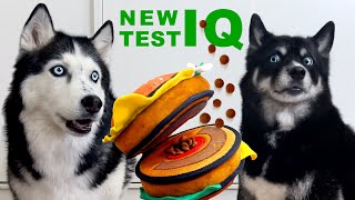 Сравнение IQ трех собак! Метисы против хаски