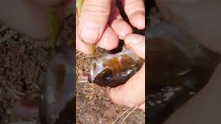 Survival Fishing #bushcraft #survival #fishing #primitivetechnology