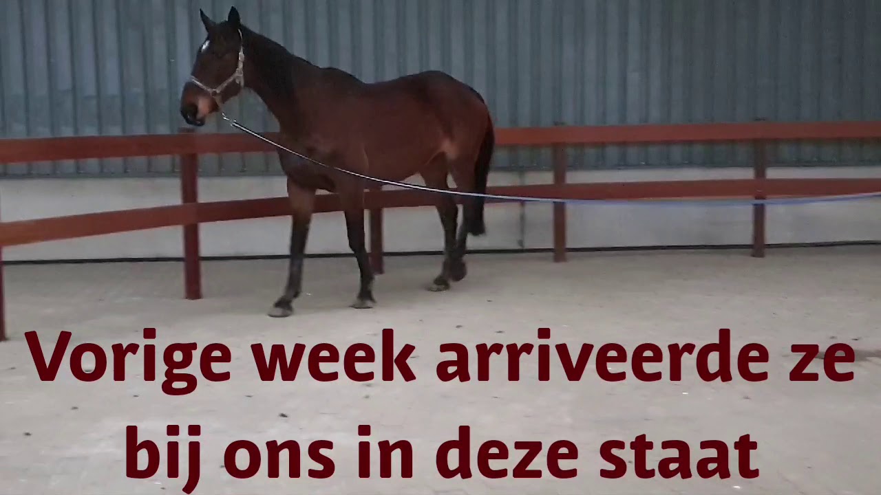 Kreupelheidsonderzoek Winnytoo Stichting Paard in Nood