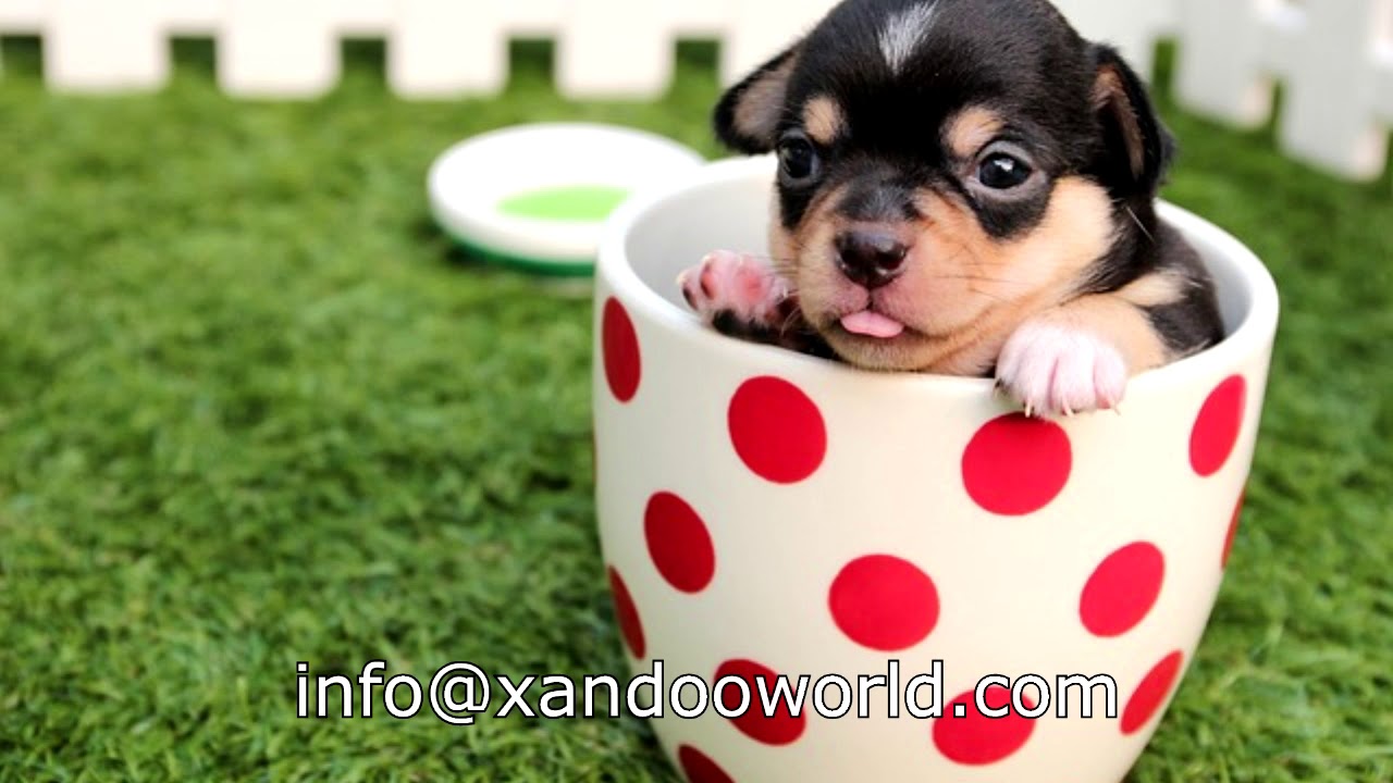 Slopper Stopper Dripless Water Bowl With Voice