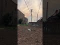 Top trending searches Realistic accounts of rural life Rural life This is rural life The confusi