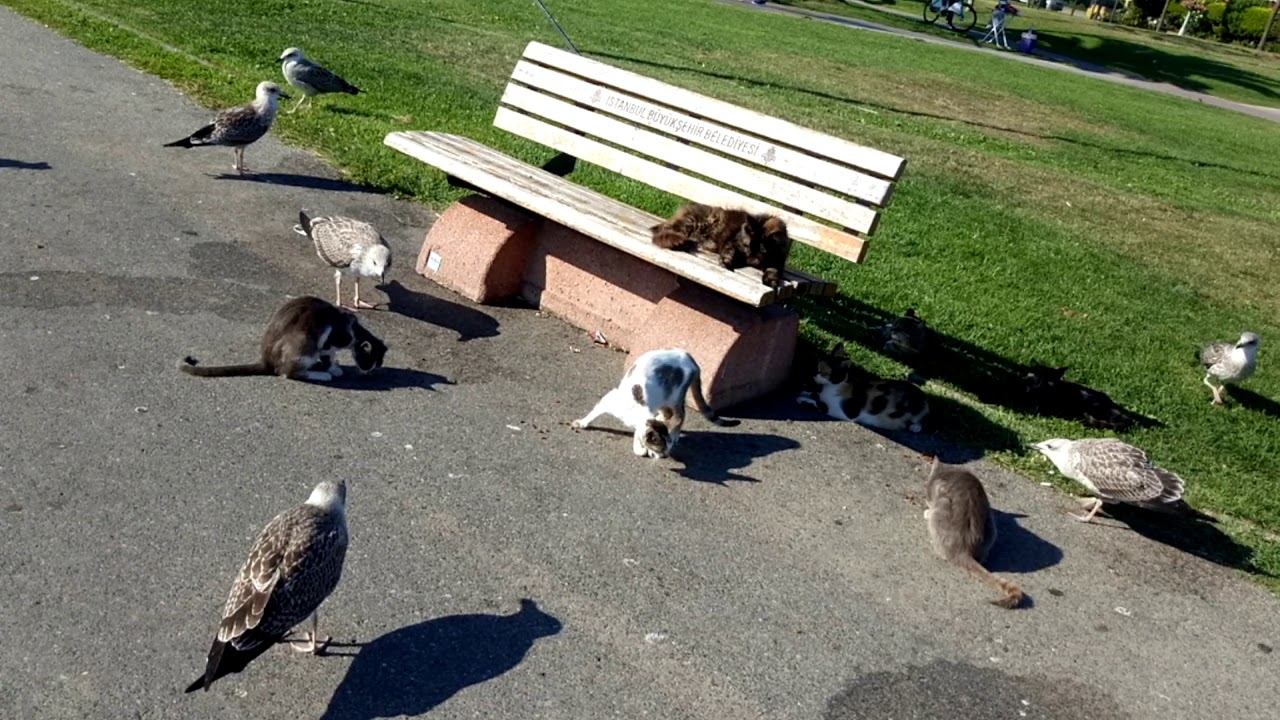 Stray cats in my neighborhood part6 YouTube