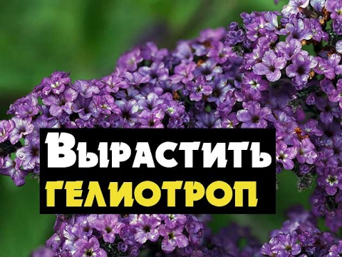 Видео: Бид дотроо Heliotrope Hybrid - Heliotropium Hibridium - гелиотропын төрөл зүйл, сортыг ургадаг