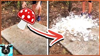 Giant EXPLODING Mushroom (cow ep3)