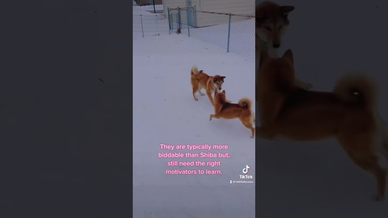 A short about the Shikoku Ken