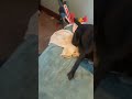 Dog tries to get bone with doom music 2