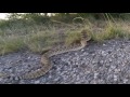 This is what happens when you play with Rattlesnakes.