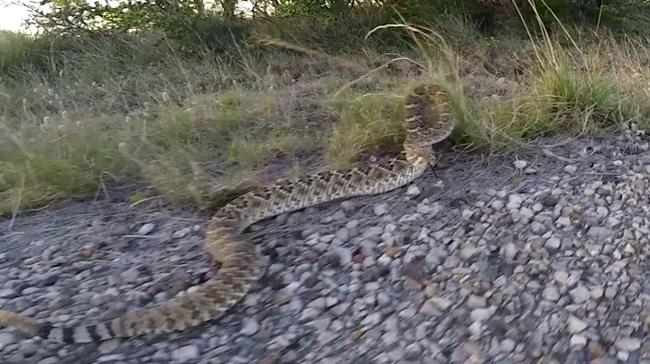 This is what happens when you play with Rattlesnakes.