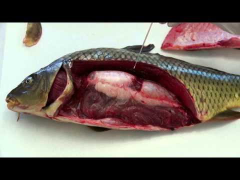Video: Ryby Jsou Zásobárnou živin