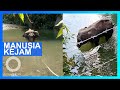 Jahat! Gajah hamil diberi makan buah berisi petasan, mati berdiri di sungai - TomoNews