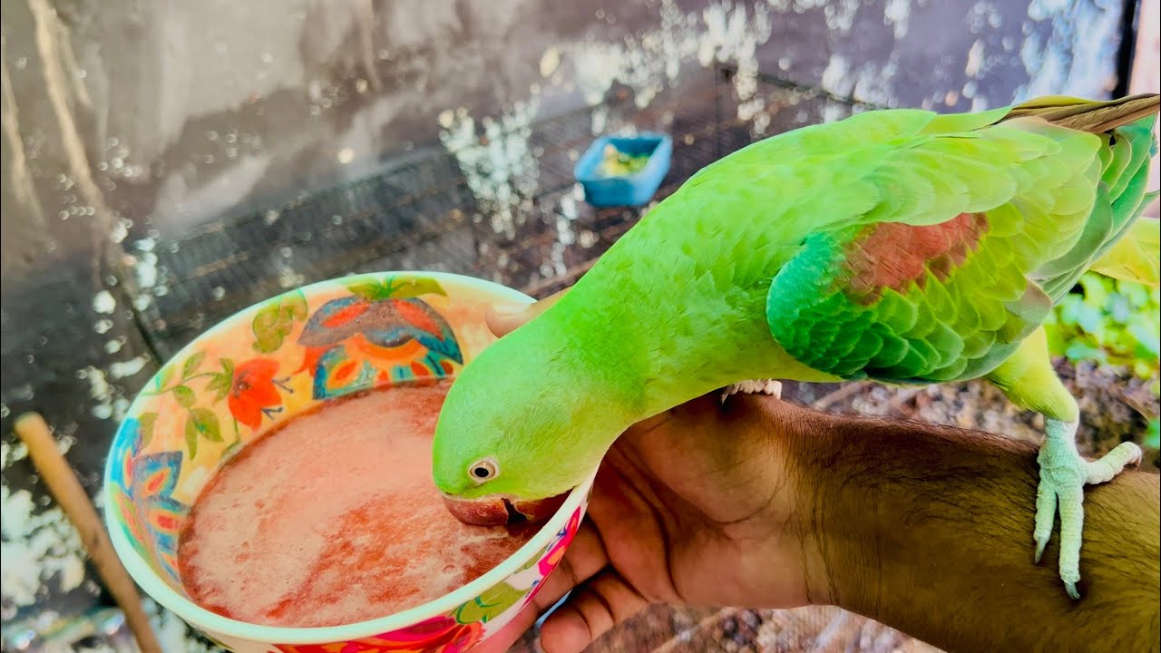 Watermelon 🍉 juice for parrots. And They love it YouTube