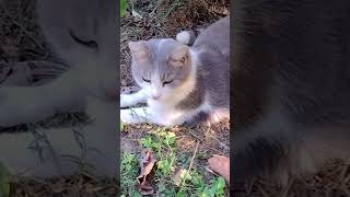 Download Lagu Kitty Kitty MP3 Download Lagu Kitty Kitty MP3
