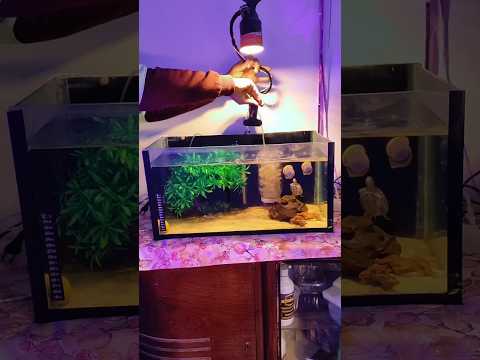 أنواع الصيانة لحوض السمك