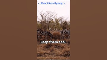Amazing facts | Zebra