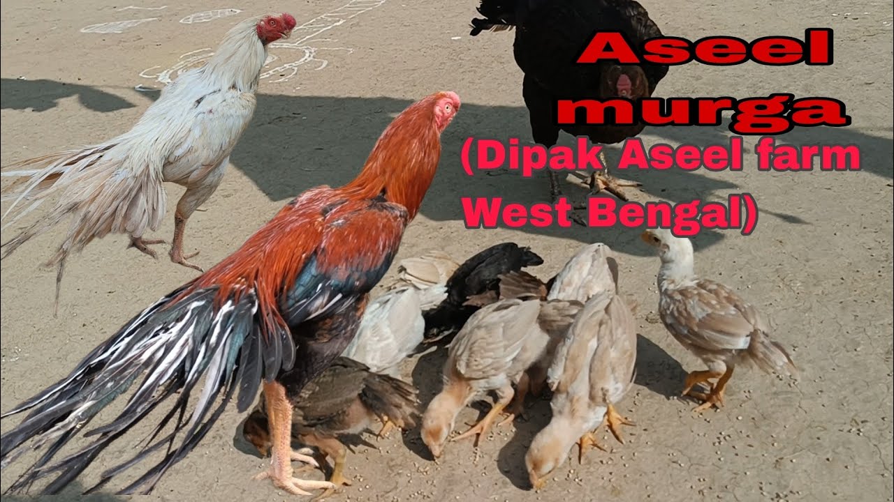 টিয়া ঠোটের মুরগি .... parrot bag temper Tel hasil murga in ( Dipak Aseel farm West Bengal  )🐓🐓🇮🇳🇮🇳