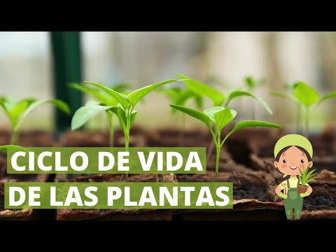 Vídeo: Ciclo de vida básico da planta e o ciclo de vida de uma planta com flores - jardinagem know how