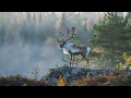 Relaxing nordic music and scenic relaxation travel film of finland