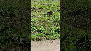 Temps Fort 239 - 739 De Aldostarr13 Est En Direct 