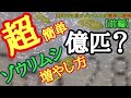 ゾウリムシを生茶で増やす培養方法。【超簡単】虫眼鏡同等の倍率で見てみると奇妙な動きを確認できる。品種改良メダカ針子稚魚の餌です。【前編】