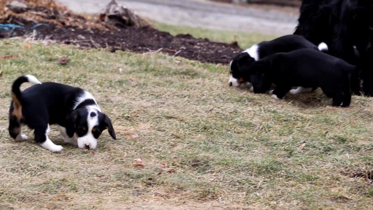 Cavalier Mix Puppies for Sale - YouTube