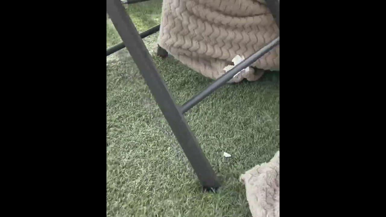 This Dog Failed To Get Out Of A Blanket And It's Hilariousshorts YouTube