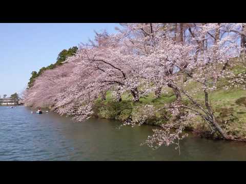 高田城址公園の桜21の花見頃と開花予想 桜まつりやライトアップは 季節お役立ち情報局 高田城址公園の桜21の花見頃と開花予想 桜まつりやライトアップは 季節お役立ち情報局