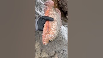 Hooked the big red beauty! 🐟🔥 #redsnapper #fish #fishing #fishinglife #heenaprajapati #snapper
