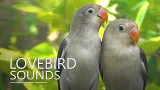 Lovebirds Sounds - Euwing Fischer - Juvenile Lovebirds