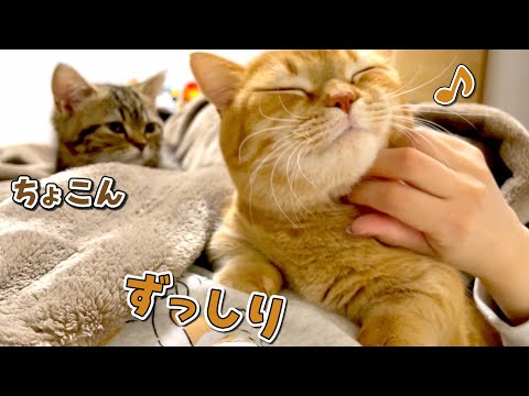 子猫のマネをしてお腹の上で寝ようとする兄猫が重可愛い…！