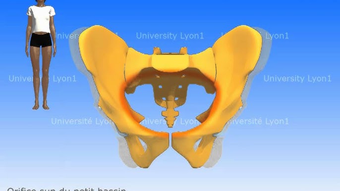 Biomécanique de la ceinture pelvienne #1 - Architecture de la