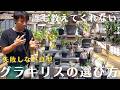 【保存版】失敗しないグラキリスの選び方