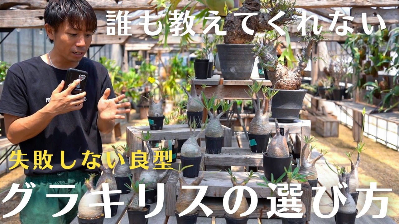 【保存版】失敗しないグラキリスの選び方