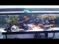 Rainbow of color  african cichlid breeder tank mbuna 6 foot 135 gallon aquarium