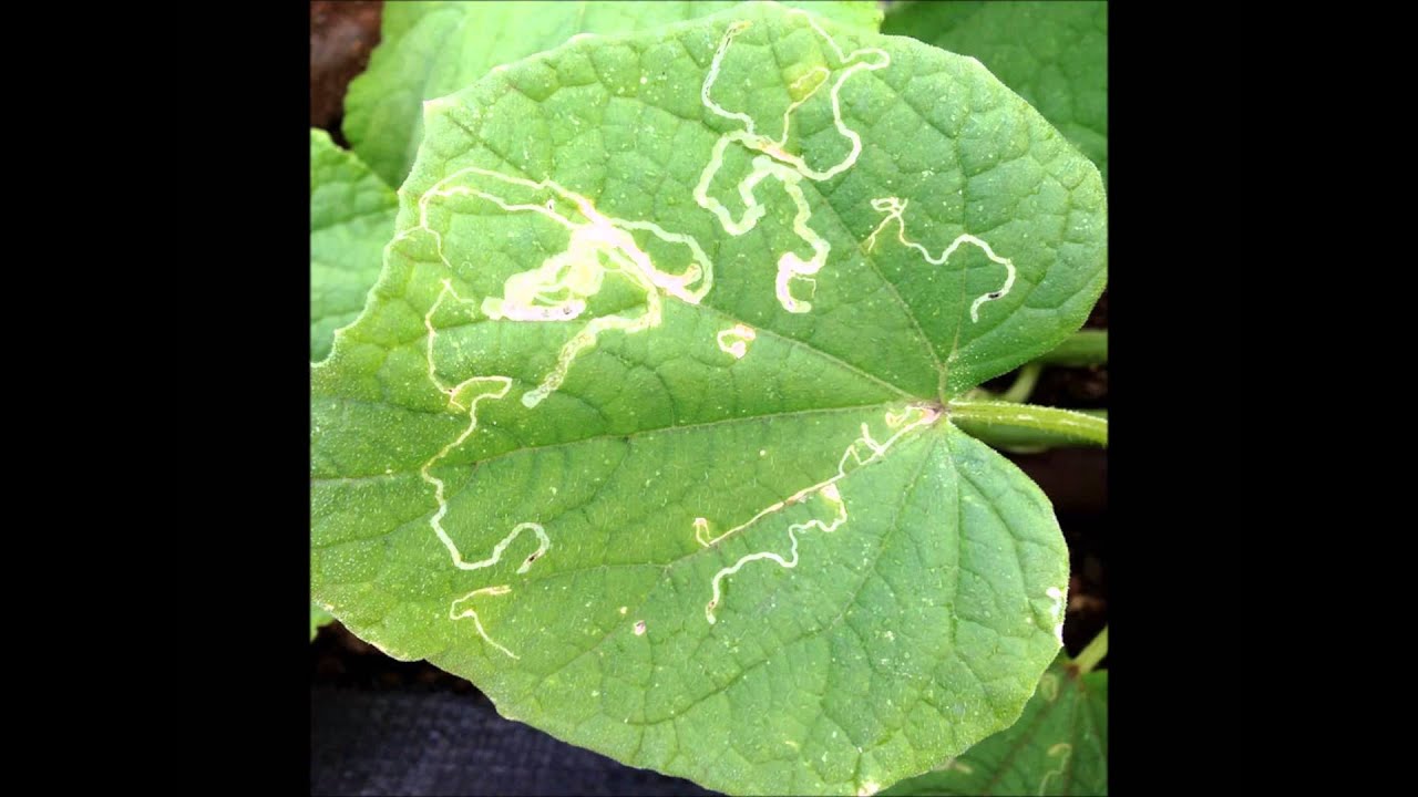 Miniarka - informacje, sposoby obrony | infoUprawa