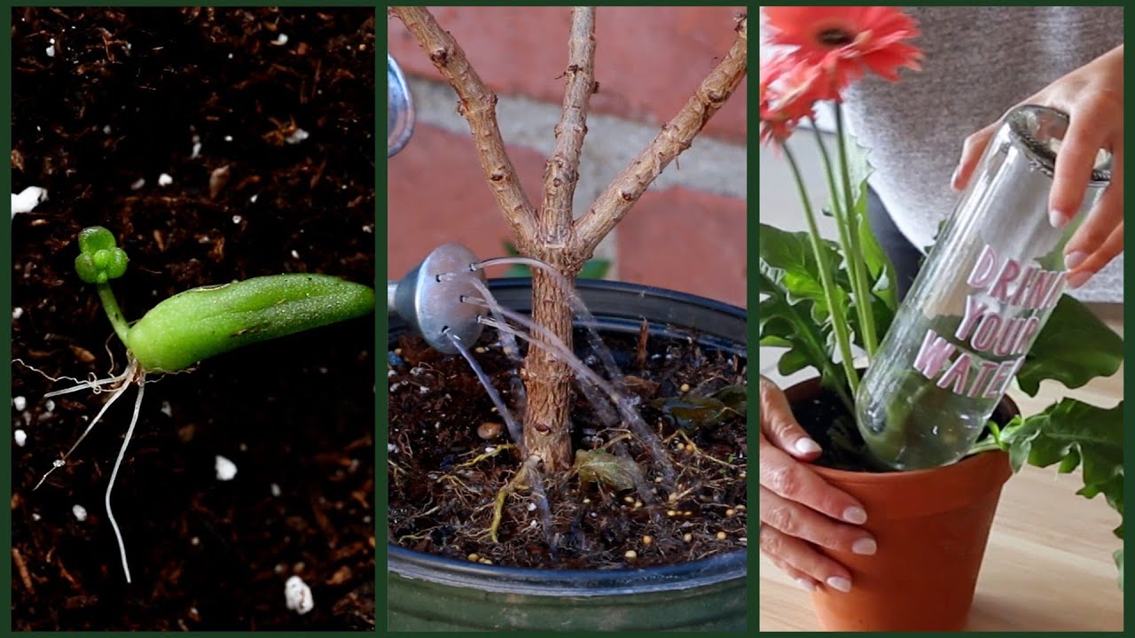 The Ultimate Guide To Being A Plant Parent YouTube