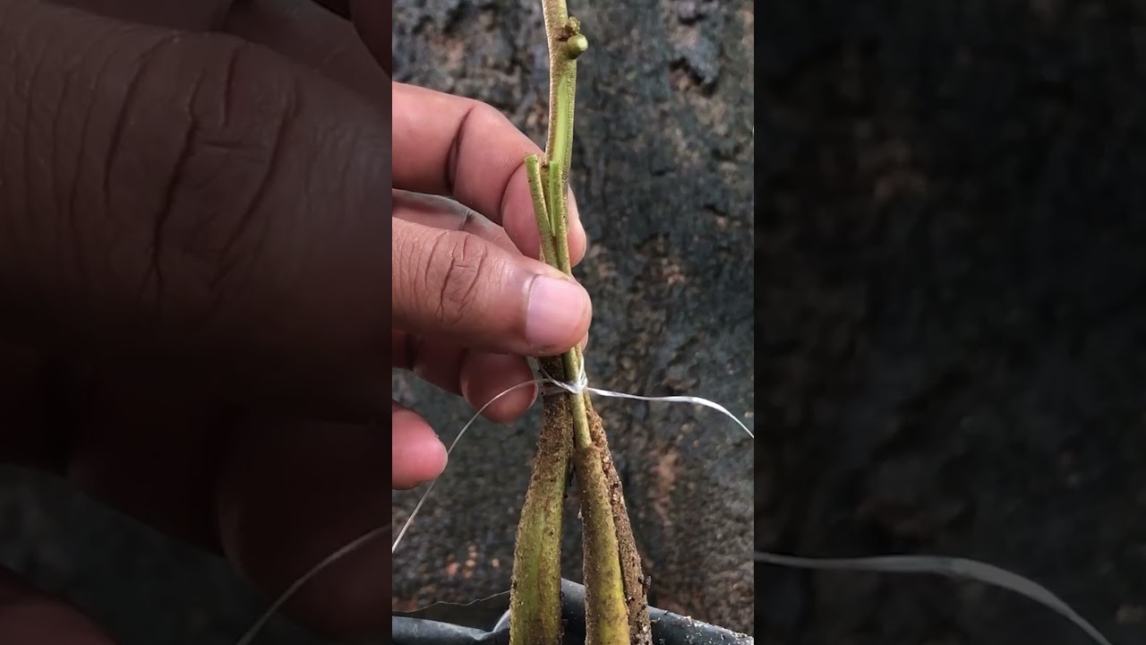 Durian 3 in 1 Grafting EP032