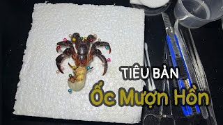 Cách làm tiêu bản Ốc Mượn Hồn | Ốc Mượn Hồn Thanh Xuân