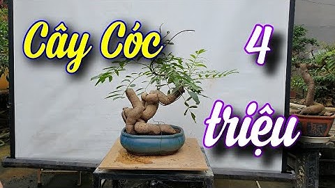 SH.6658. Anh này giao lưu cây Cóc và lô bonsai mini đẹp đấy các bác. Đth 0945.345.889