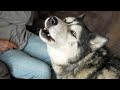 Talking husky loves to order his nan about