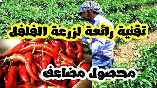 جديد تقنية رائعة لزراعة الفلفل الحار والحلو ومضاعفة المحصول عدة مرات - Cultiver de nouveaux poivrons