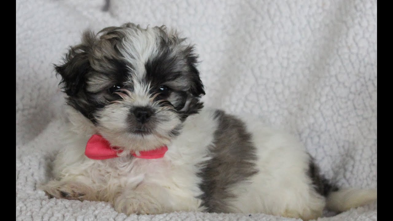 Shichon Puppies for Sale.