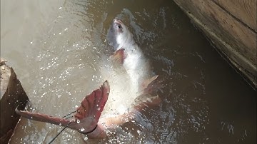 Cách làm mồi câu cá tra cực nhảy