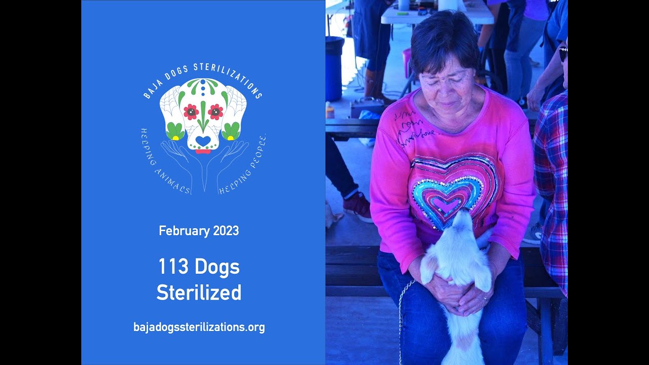 113 Dogs Sterilized in February