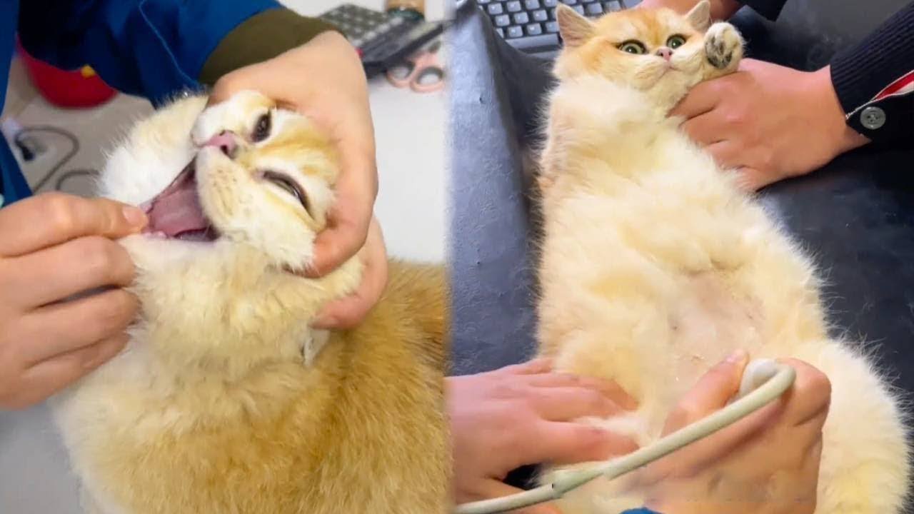 带捡来的金渐层去医院做一个全面检查！不知道是那只猫霍霍的，肚子都大了~