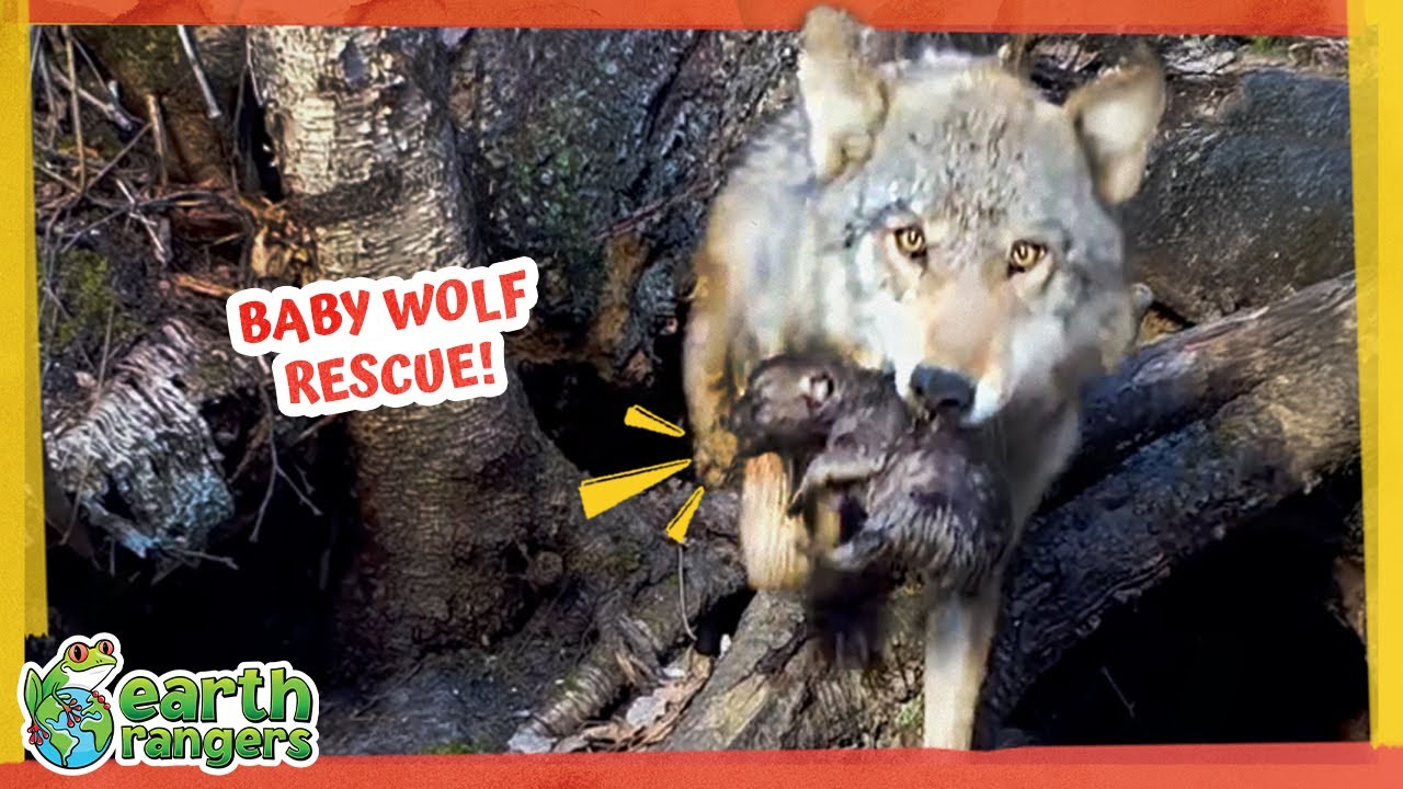 Hero Wolf Races Against Rising Water to Save Her Pups! | Earth Rangers ...